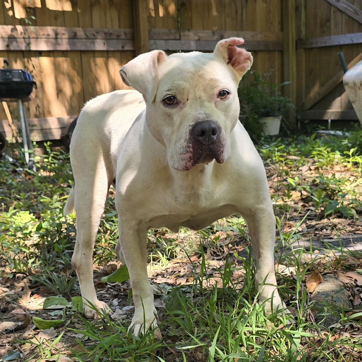 Enlarge Bri, a Adoptable Pit Bull Terrier in Arlington, TN image 3/6