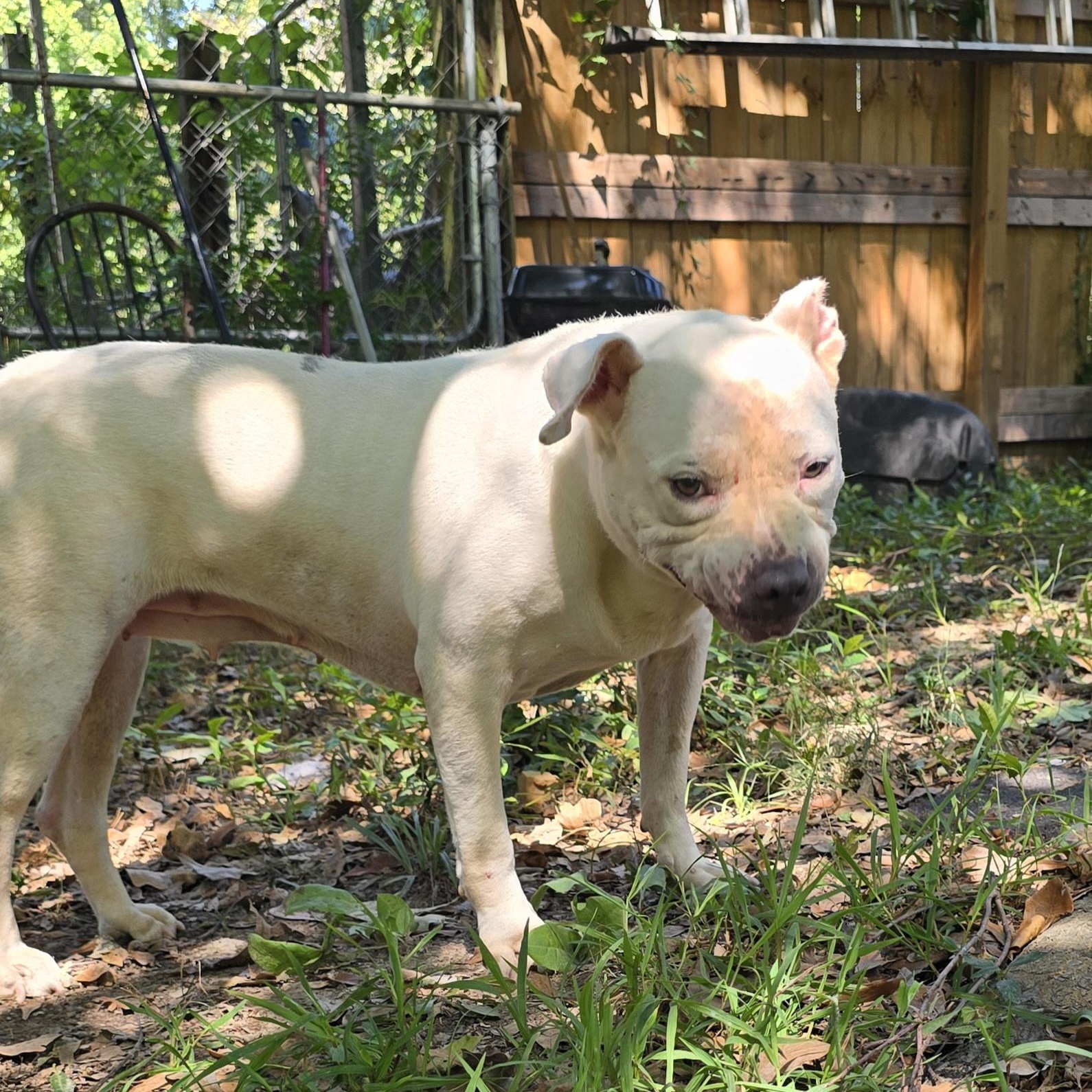 Enlarge Bri, a Adoptable Pit Bull Terrier in Arlington, TN image 5/6