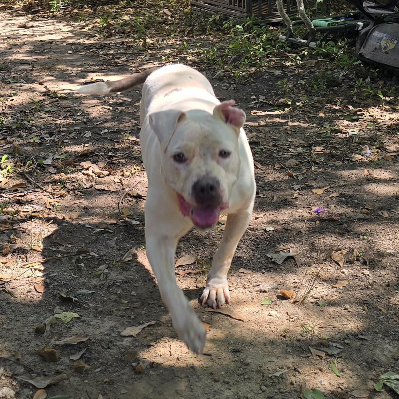 Enlarge Bri, a Adoptable Pit Bull Terrier in Arlington, TN image 2/6