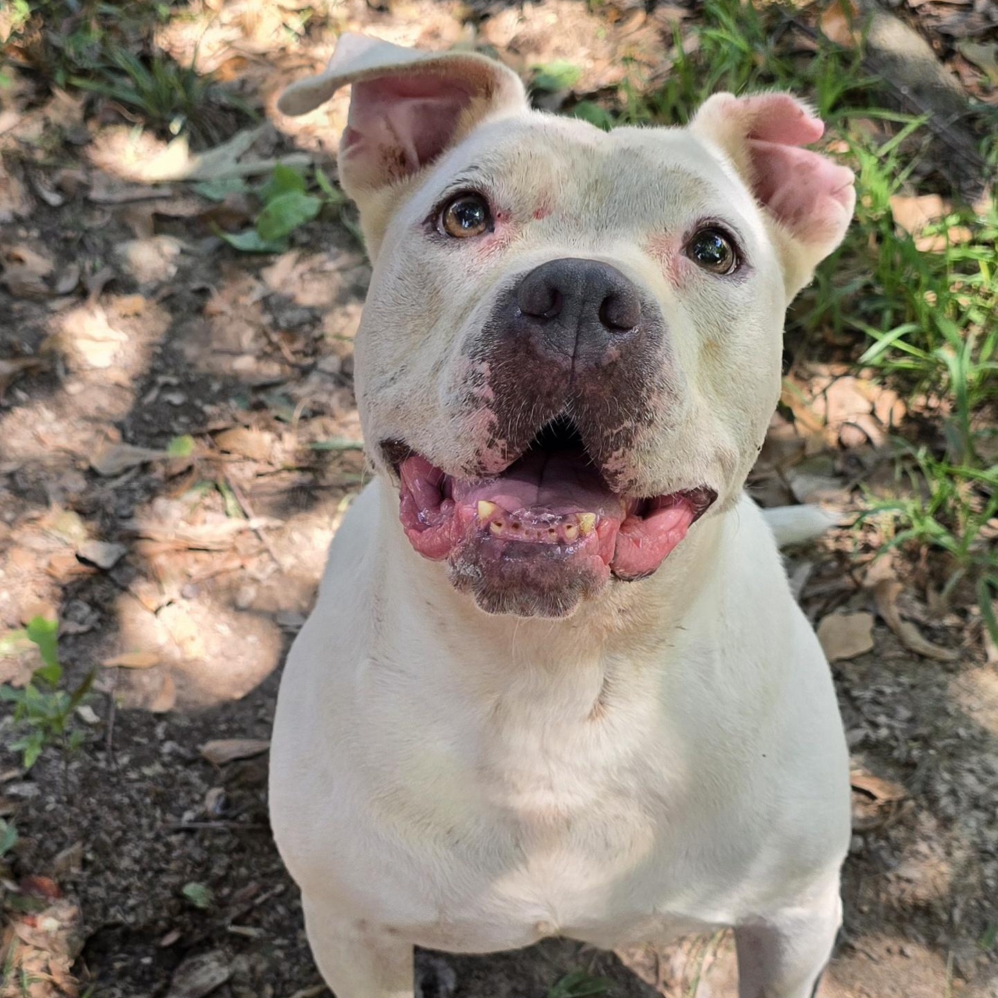 Bri, Adoptable, Adult Female Pit Bull Terrier.