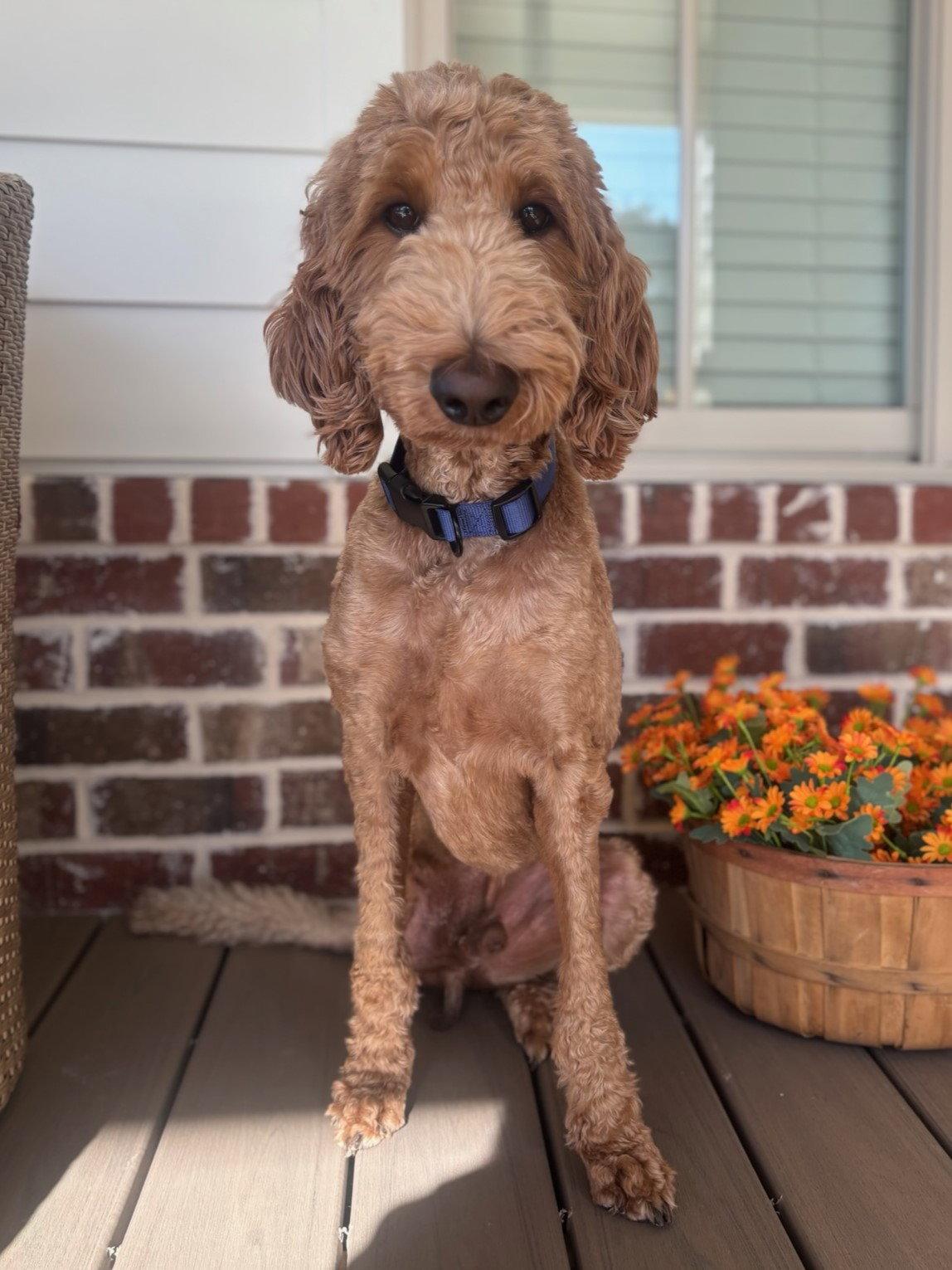 Rocky - 3 Legs - ALL LOVE!, Adoptable, Adult Male Golden Retriever & Standard Poodle.