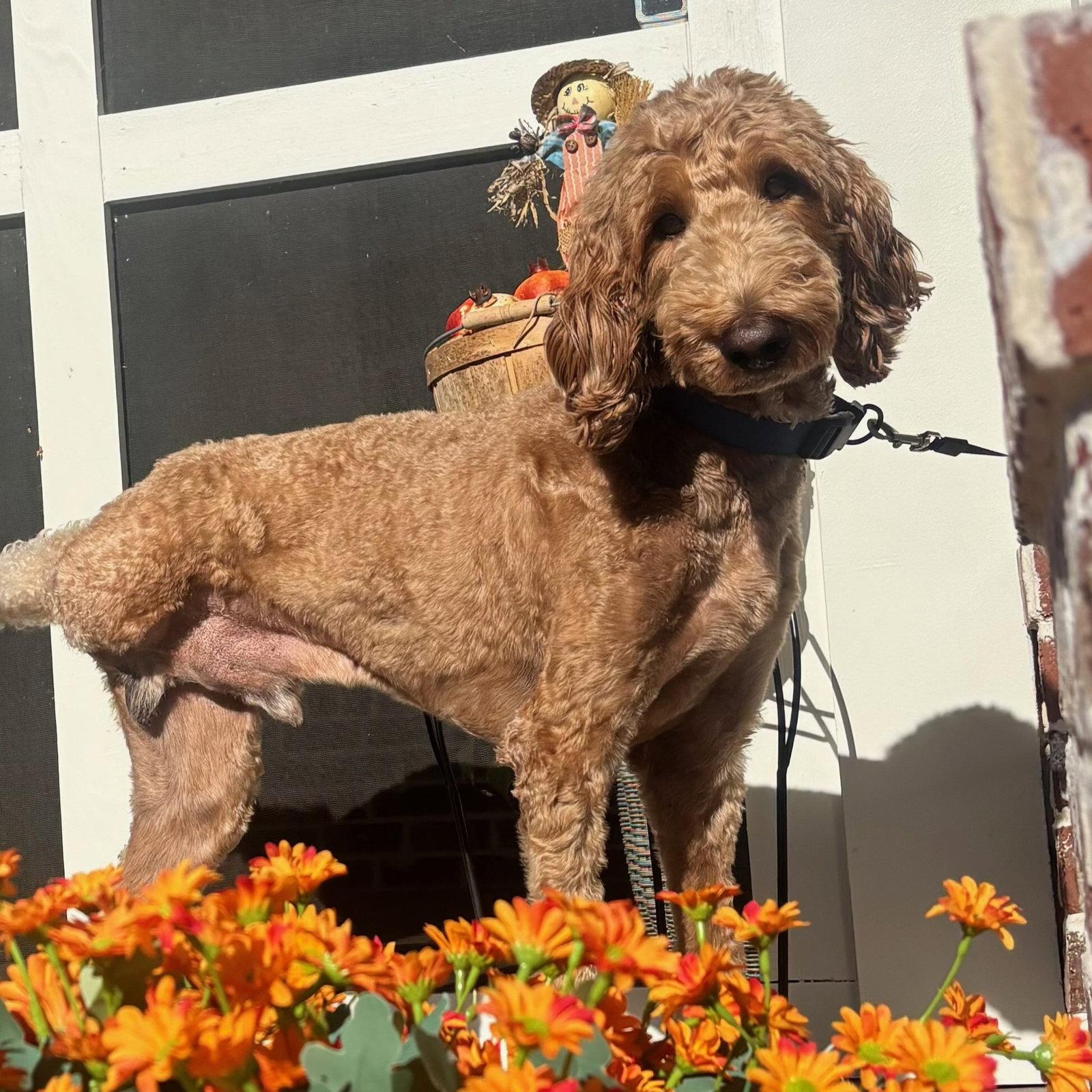 Enlarge Rocky - 3 Legs - ALL LOVE!, a Adoptable mixed breed in Cookeville, TN image 3/3