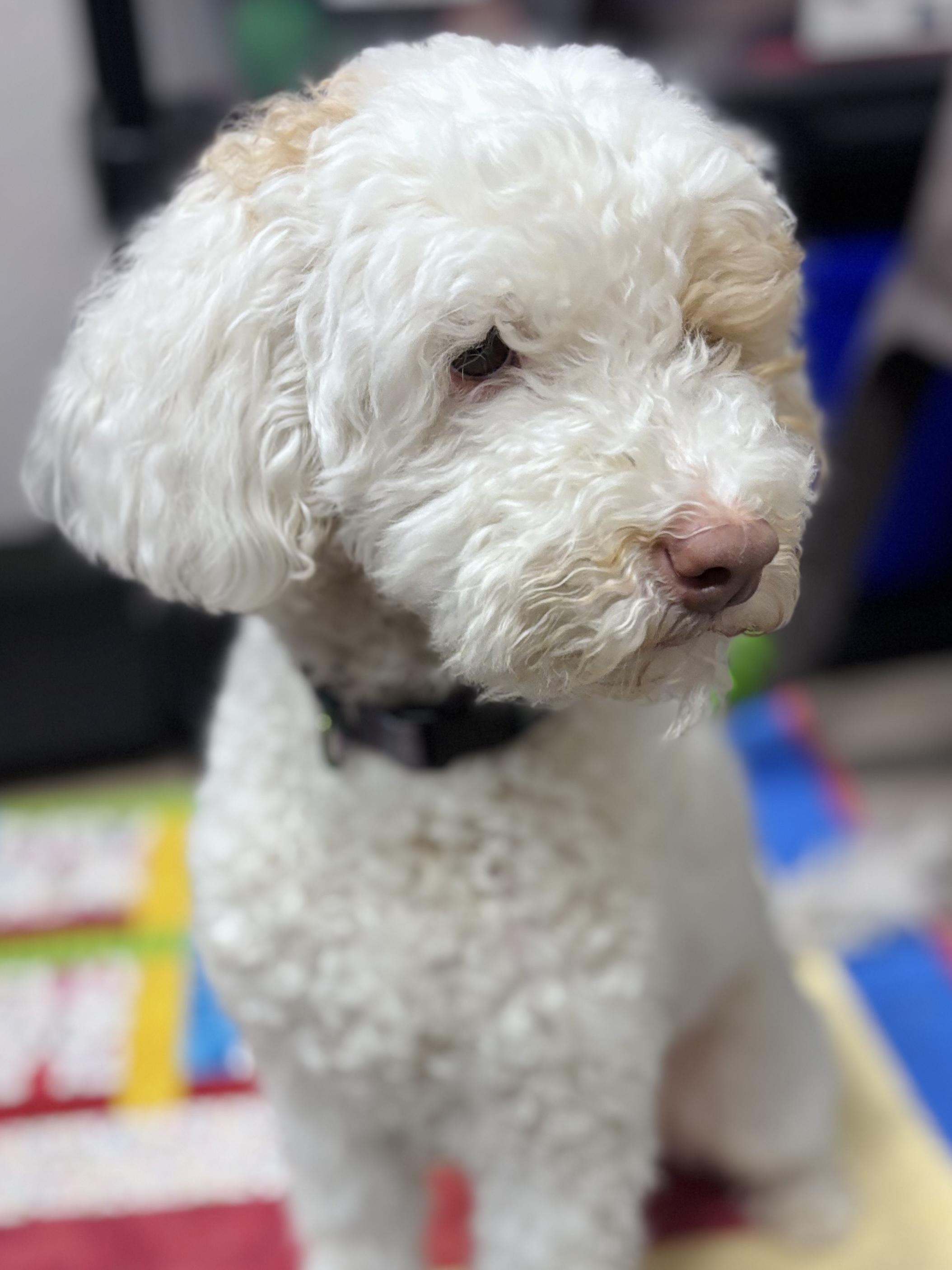 Louise ***Inquiry limit reached. No longer accepting applications***, adopted, Adult Female Poodle & Cocker Spaniel.