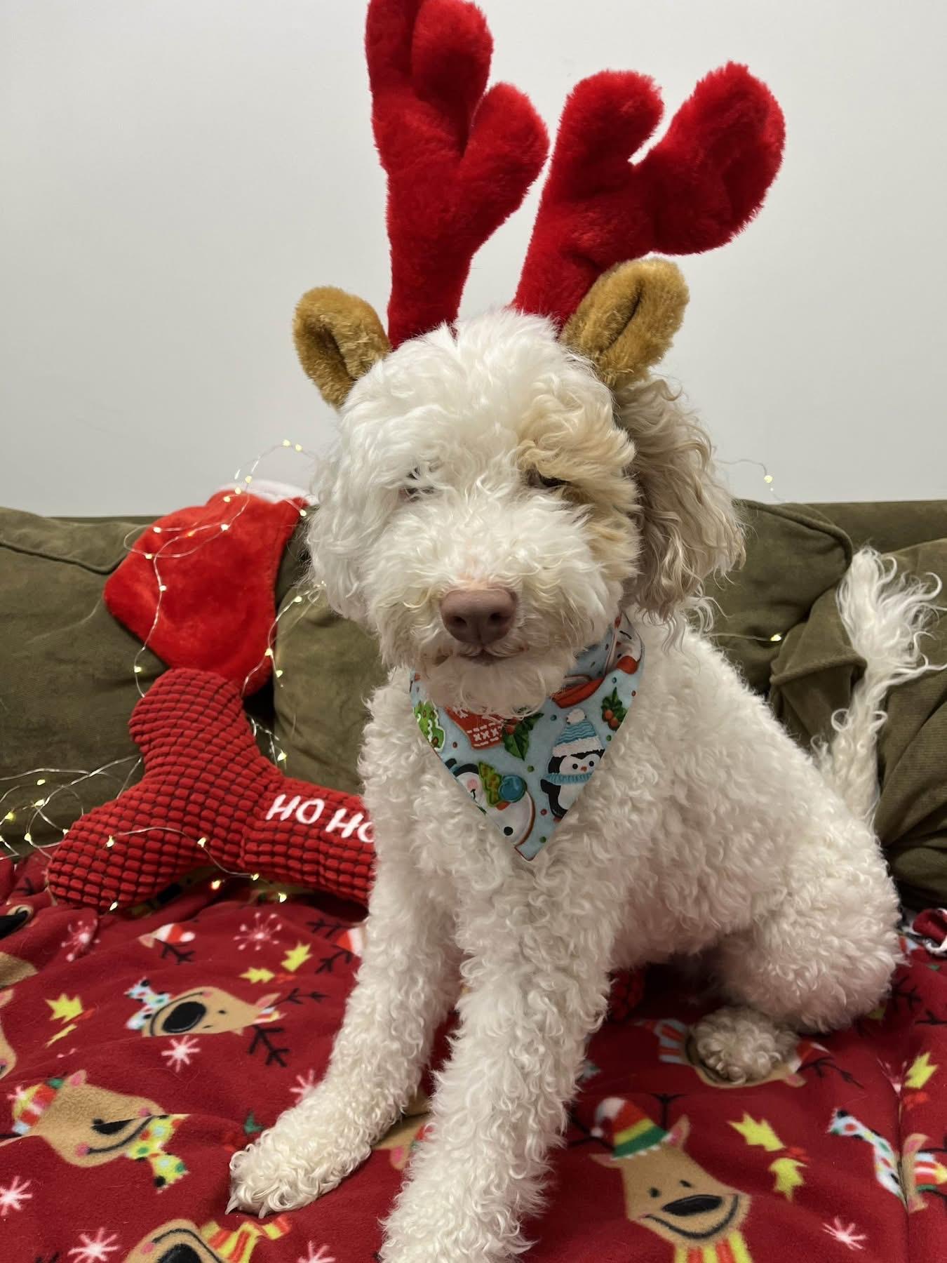 Louise ***Inquiry limit reached. No longer accepting applications***, an adopted mixed breed in Edgewood, MD image 4/4