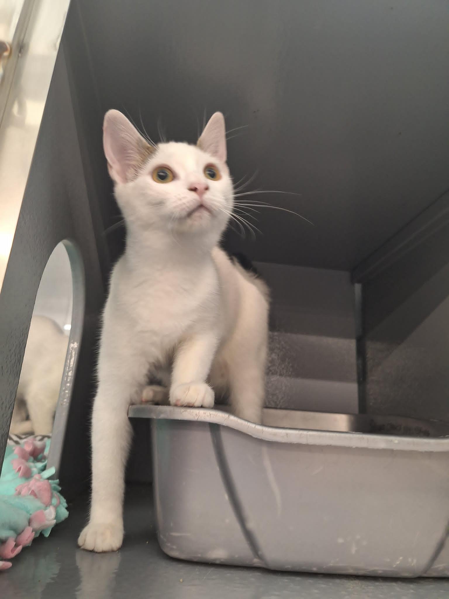 Petal, ADOPTABLE, Kitten Female Domestic Short Hair.