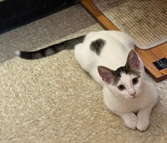 Petal, a ADOPTABLE mixed breed in Buffalo, NY image 2/2