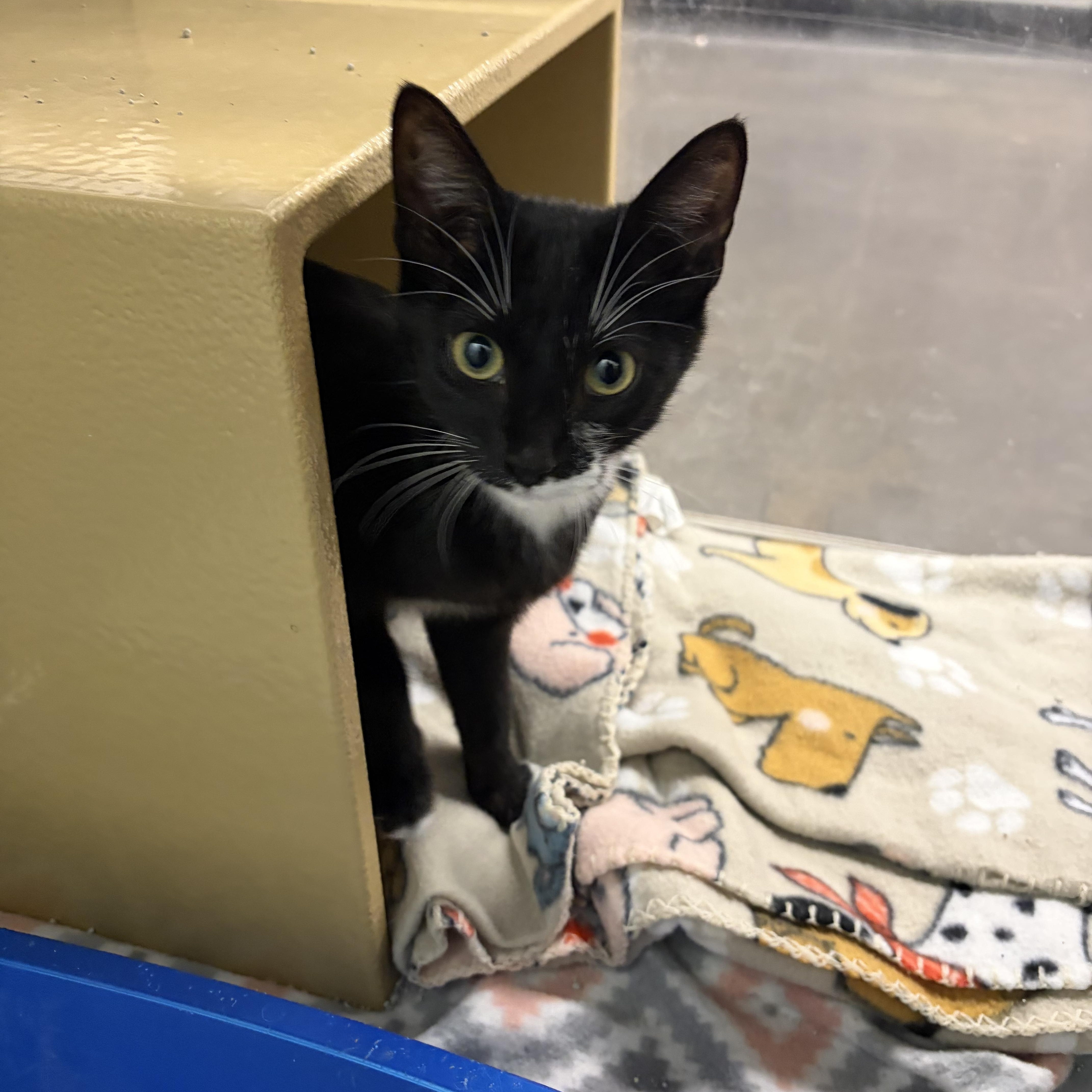 Baby, Adoptable, Young Female Domestic Short Hair.