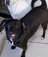 Enlarge Tootsie, a Adopted mixed breed in San Francisco, CA image 2/3