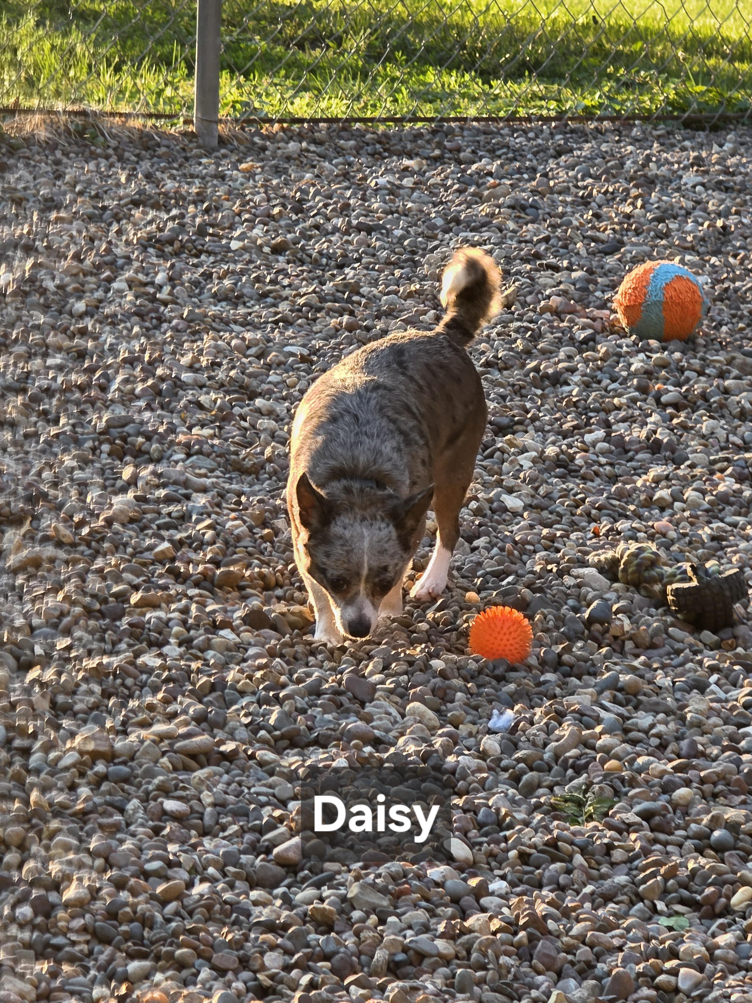 Enlarge Daisy, a Adoptable Chihuahua in Wever, IA image 3/5