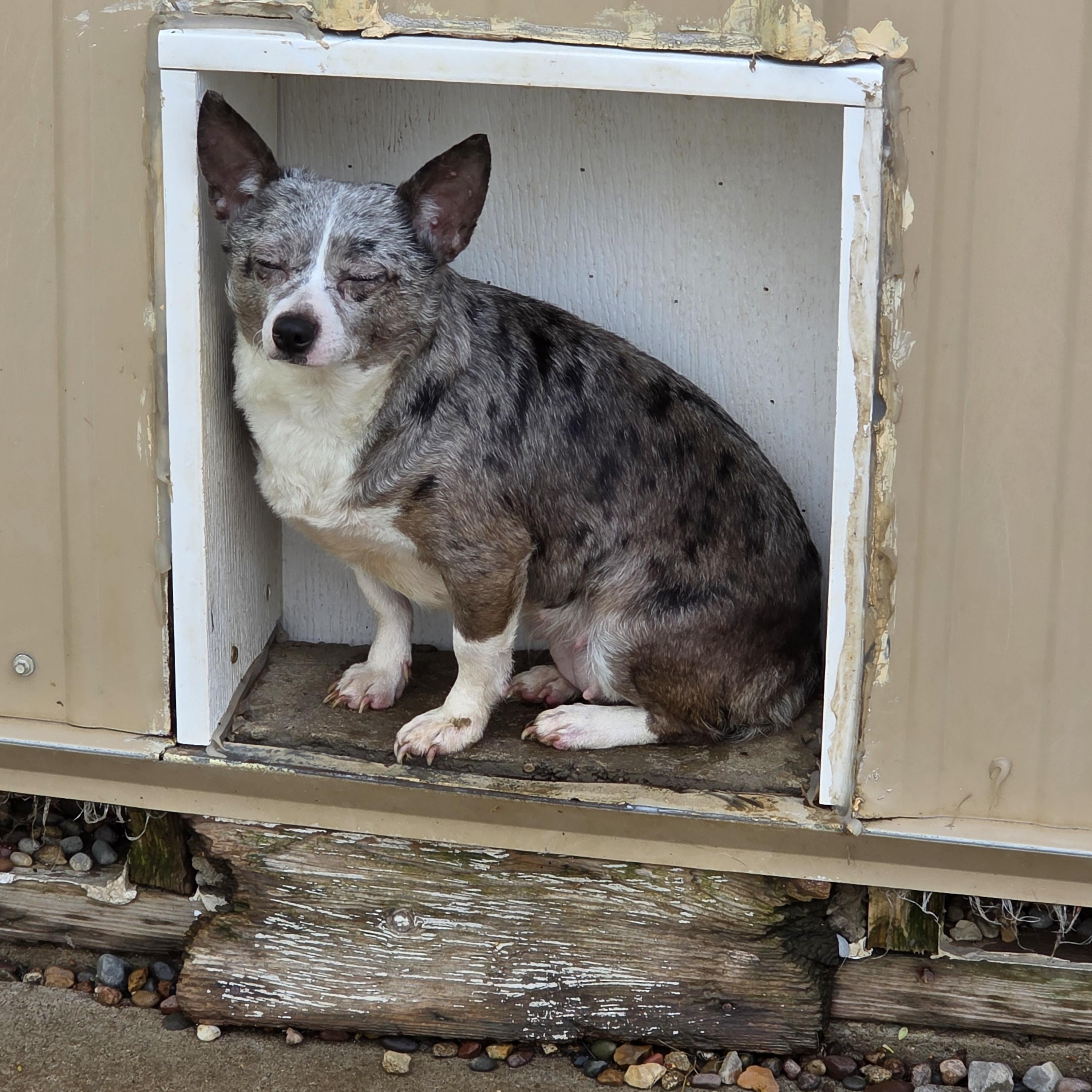 Enlarge Daisy, a Adoptable Chihuahua in Wever, IA image 4/5
