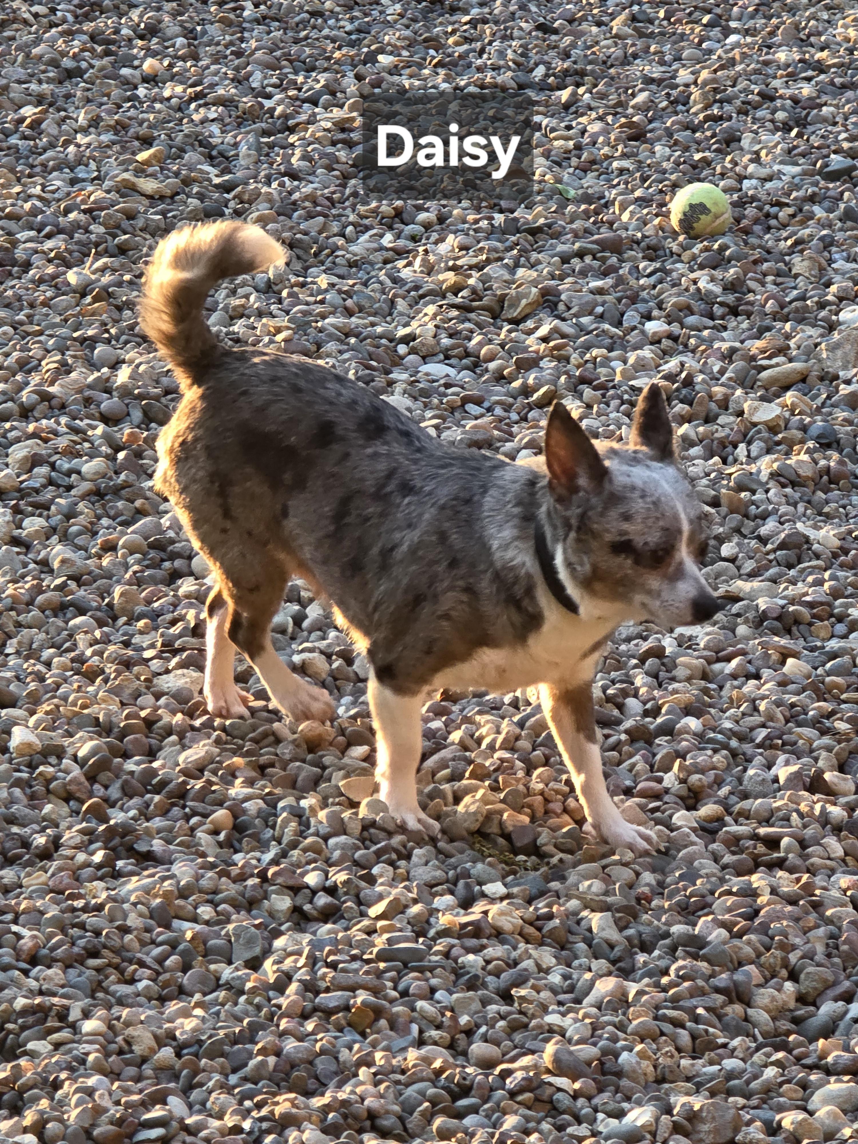 Enlarge Daisy, a Adoptable Chihuahua in Wever, IA image 2/5