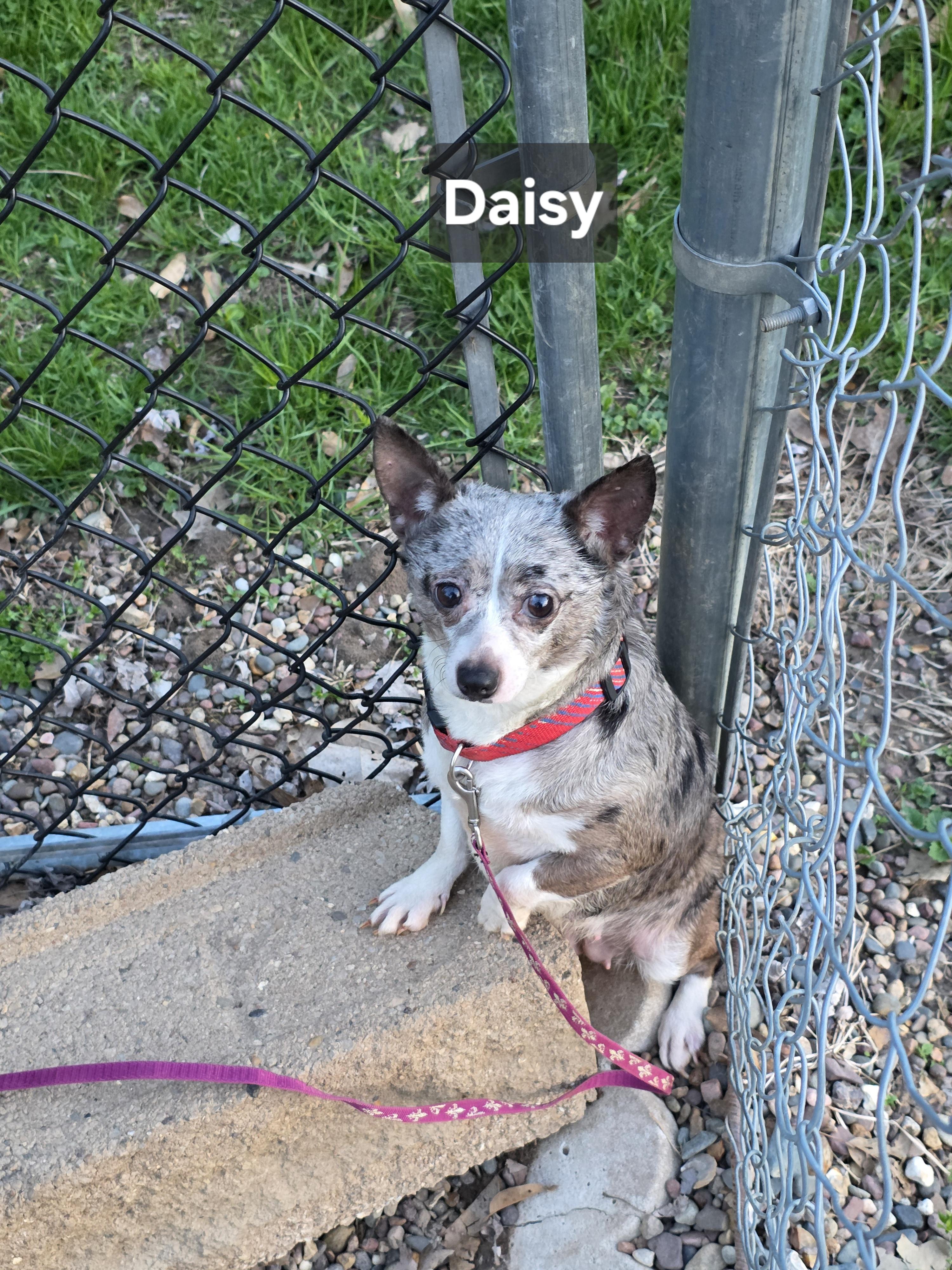 Daisy, ADOPTABLE, Adult Female Chihuahua.