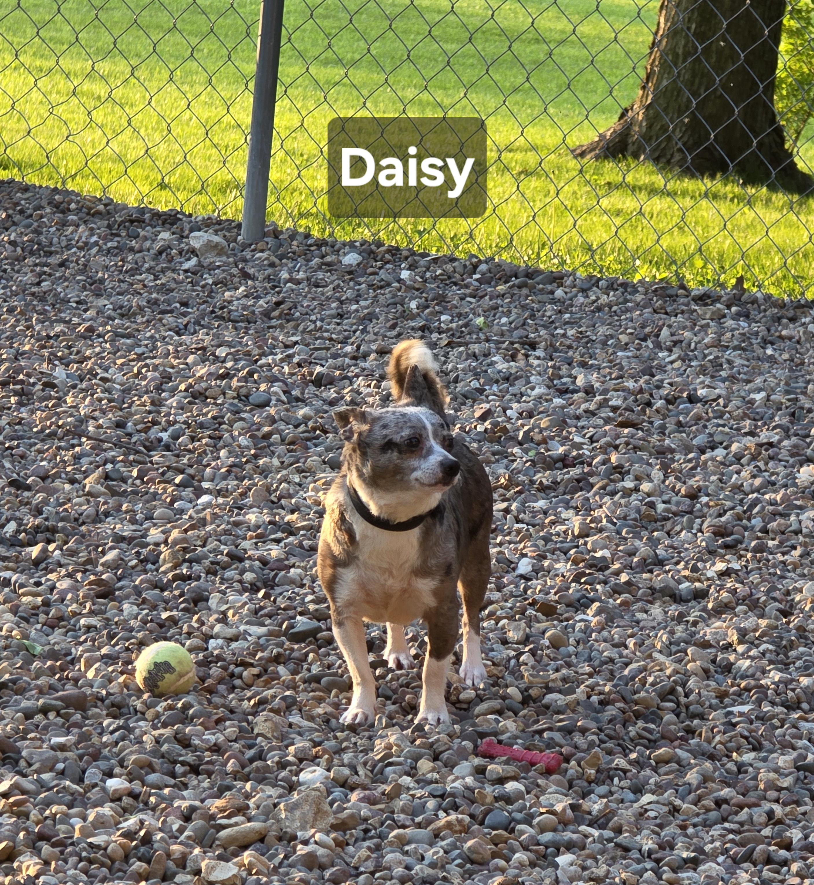 Enlarge Daisy, a Adoptable Chihuahua in Wever, IA image 5/5