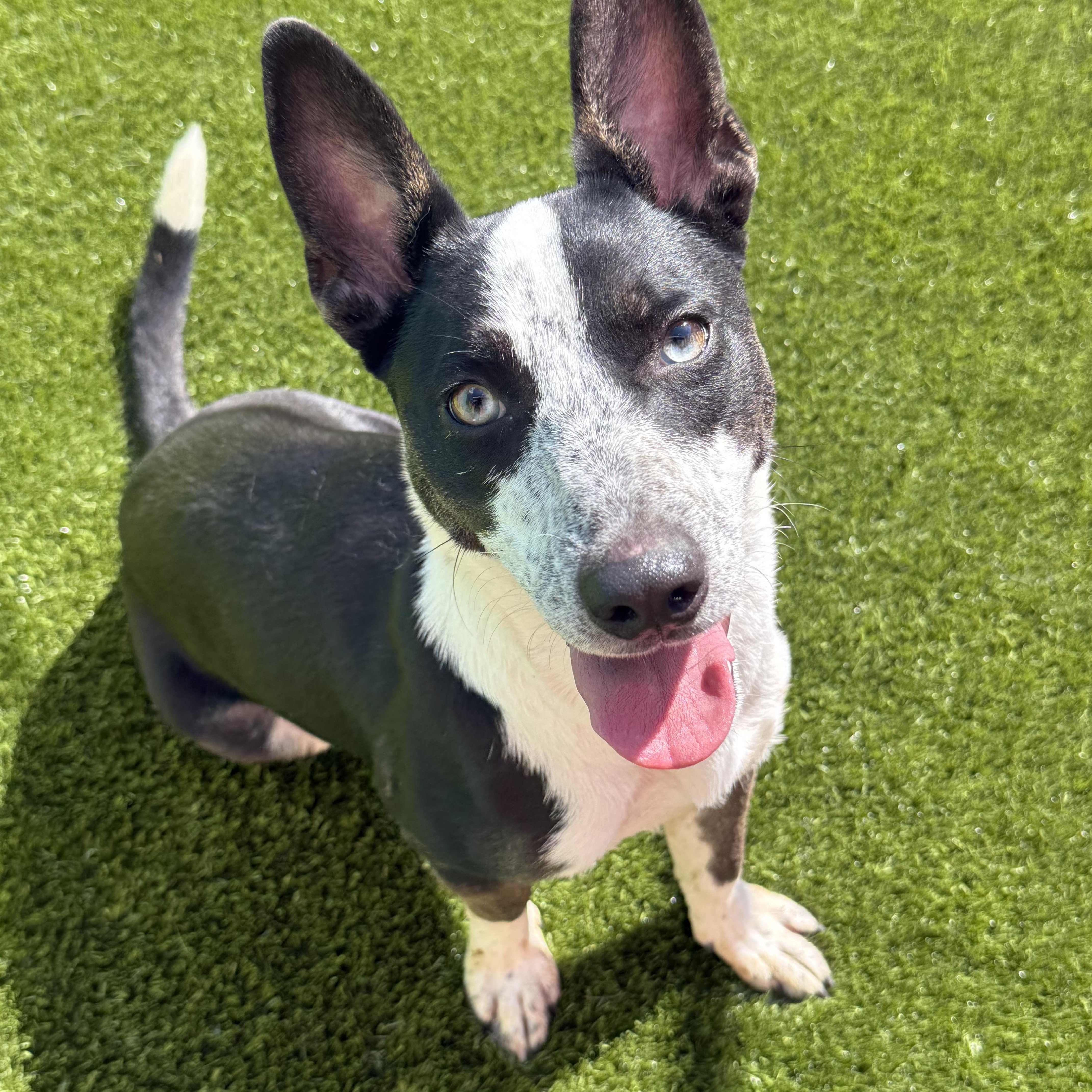 Enlarge Addie, a Adoptable mixed breed in Ballston spa, NY image 1/5