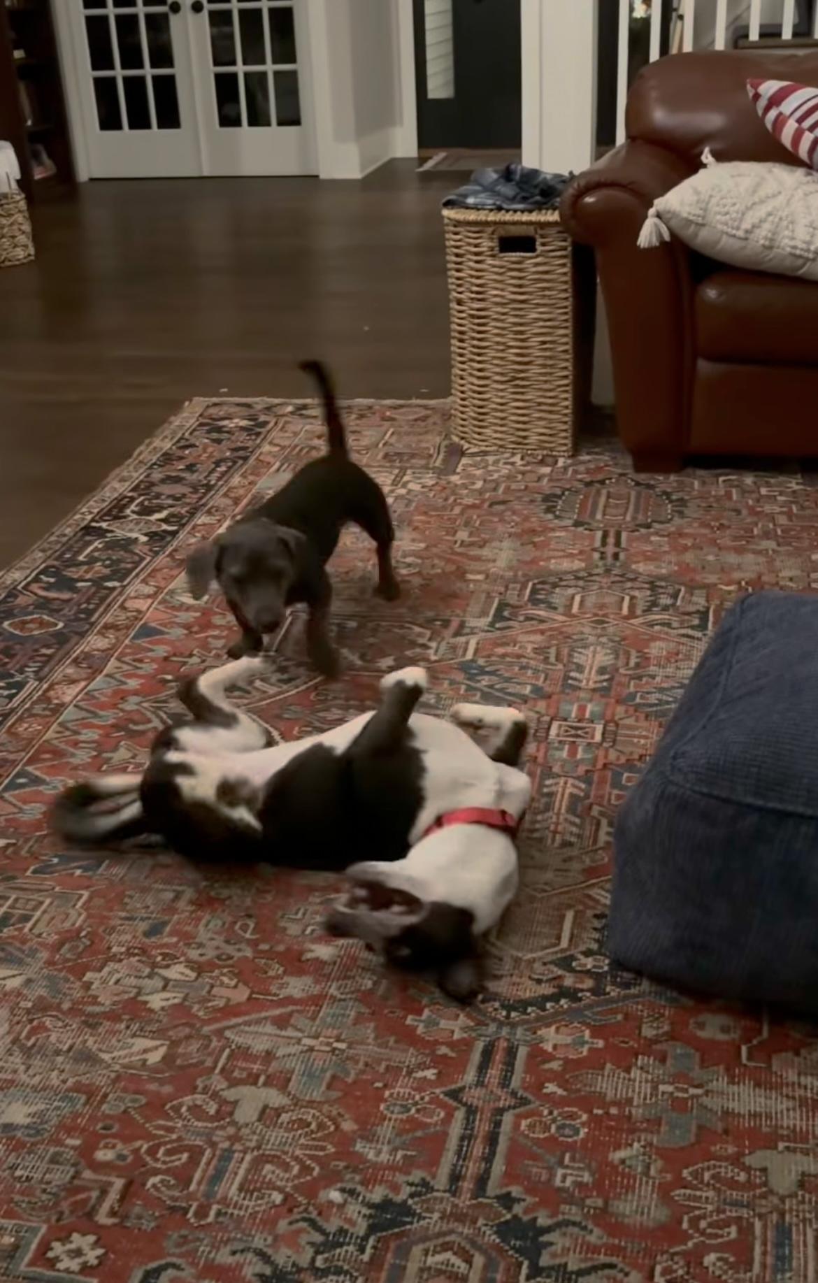 Enlarge Addie, a Adoptable mixed breed in Ballston spa, NY image 2/5