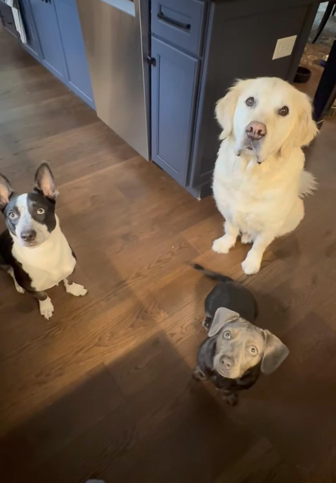 Enlarge Addie, a Adoptable mixed breed in Ballston spa, NY image 3/5