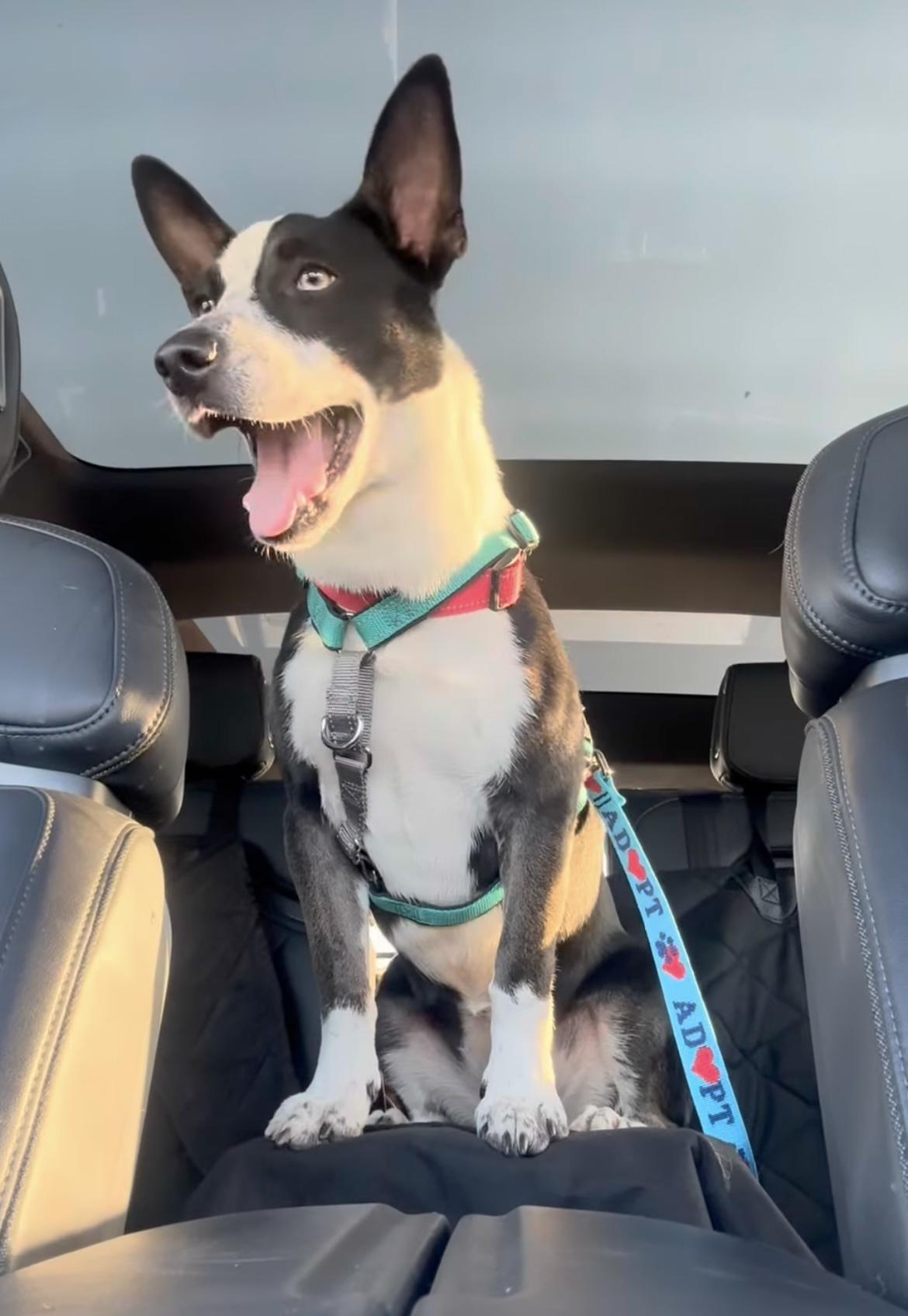 Enlarge Addie, a Adoptable mixed breed in Ballston spa, NY image 4/5