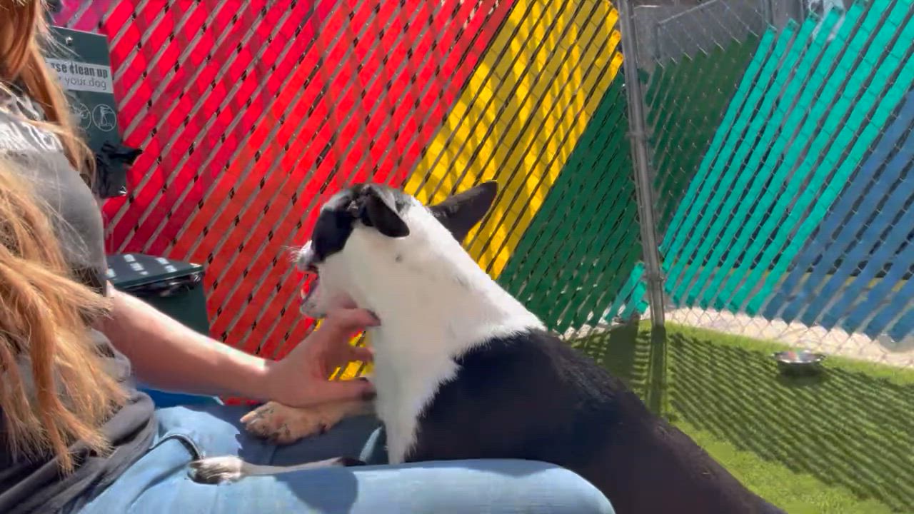 Enlarge Addie, a Adoptable mixed breed in Ballston spa, NY video 5/5