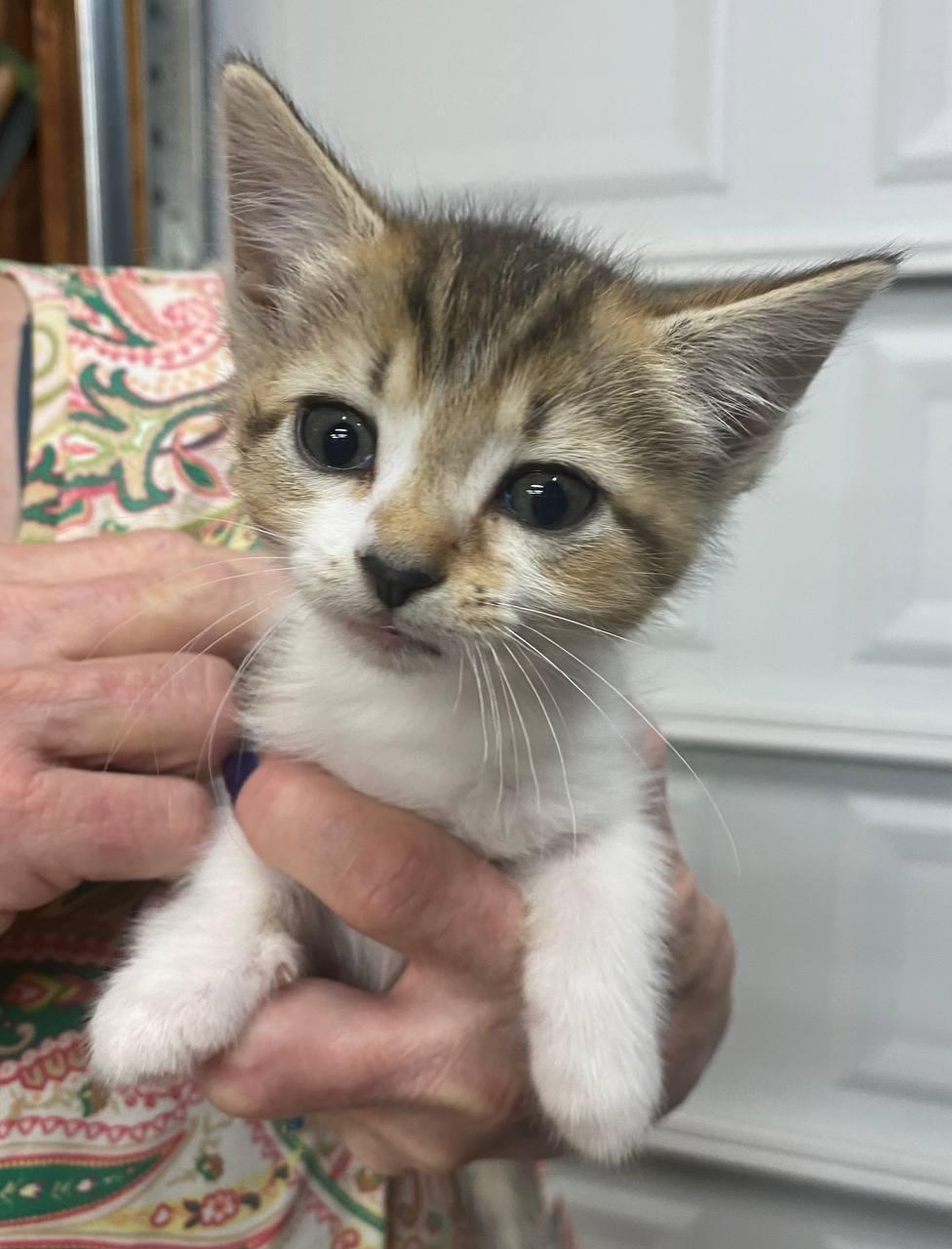 Pip, Baby Female Tabby