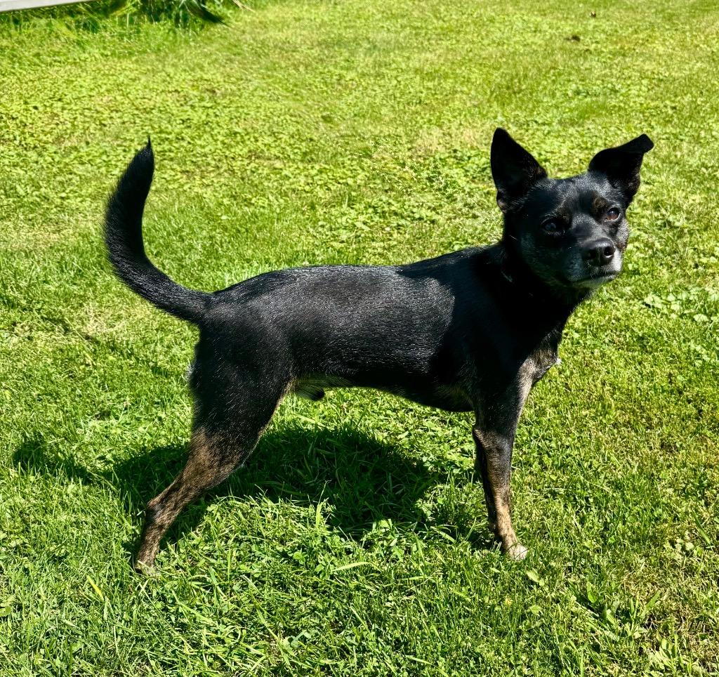 Scout, Adoptable, Adult Male Chihuahua & Cattle Dog.