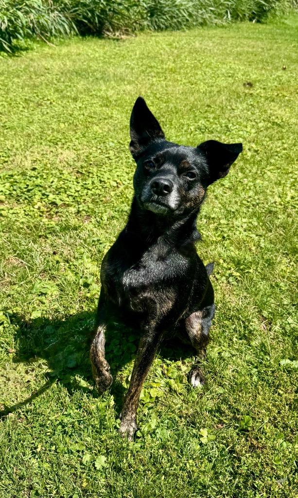 Enlarge Scout, a Adoptable mixed breed in Shorewood, IL image 2/3