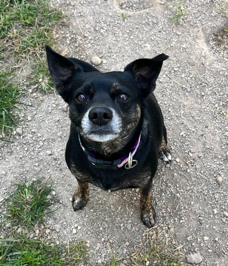 Enlarge Scout, a Adoptable mixed breed in Shorewood, IL image 3/6