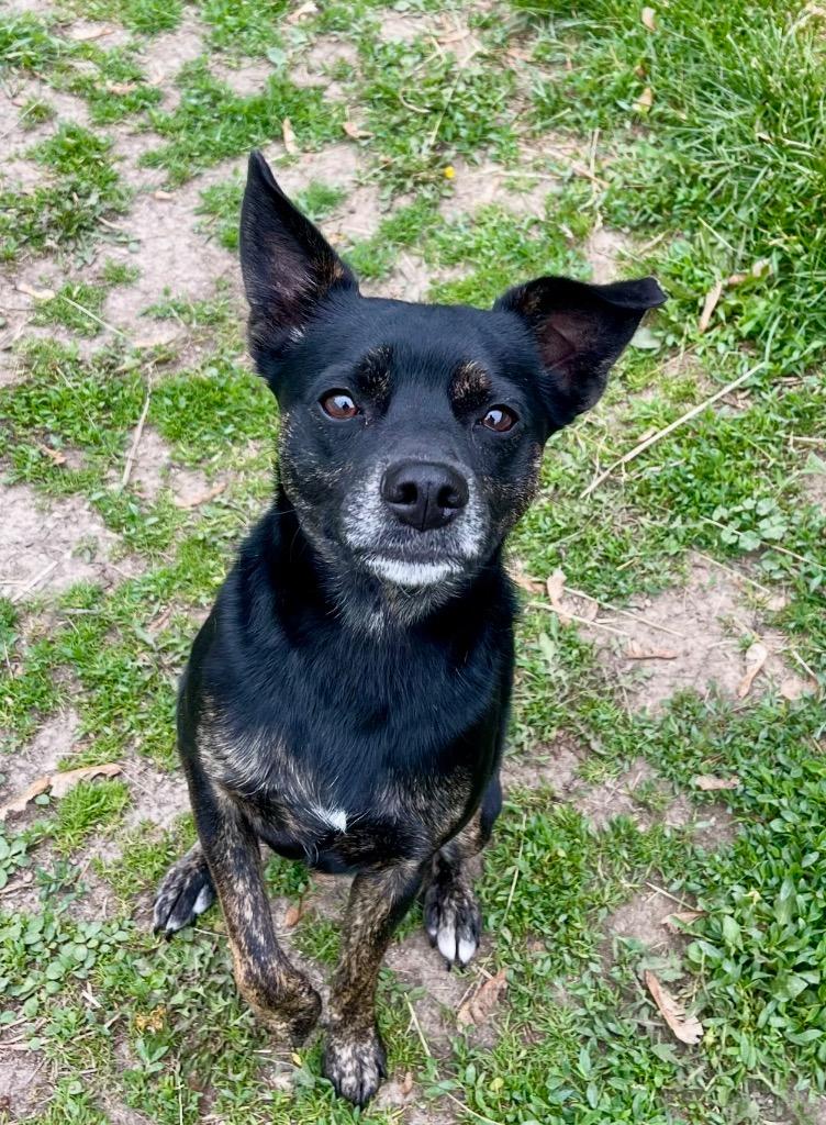 Enlarge Scout, a Adoptable mixed breed in Shorewood, IL image 4/6