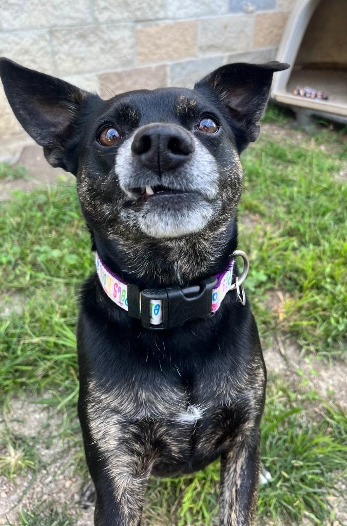 Enlarge Scout, a Adoptable mixed breed in Shorewood, IL image 6/6