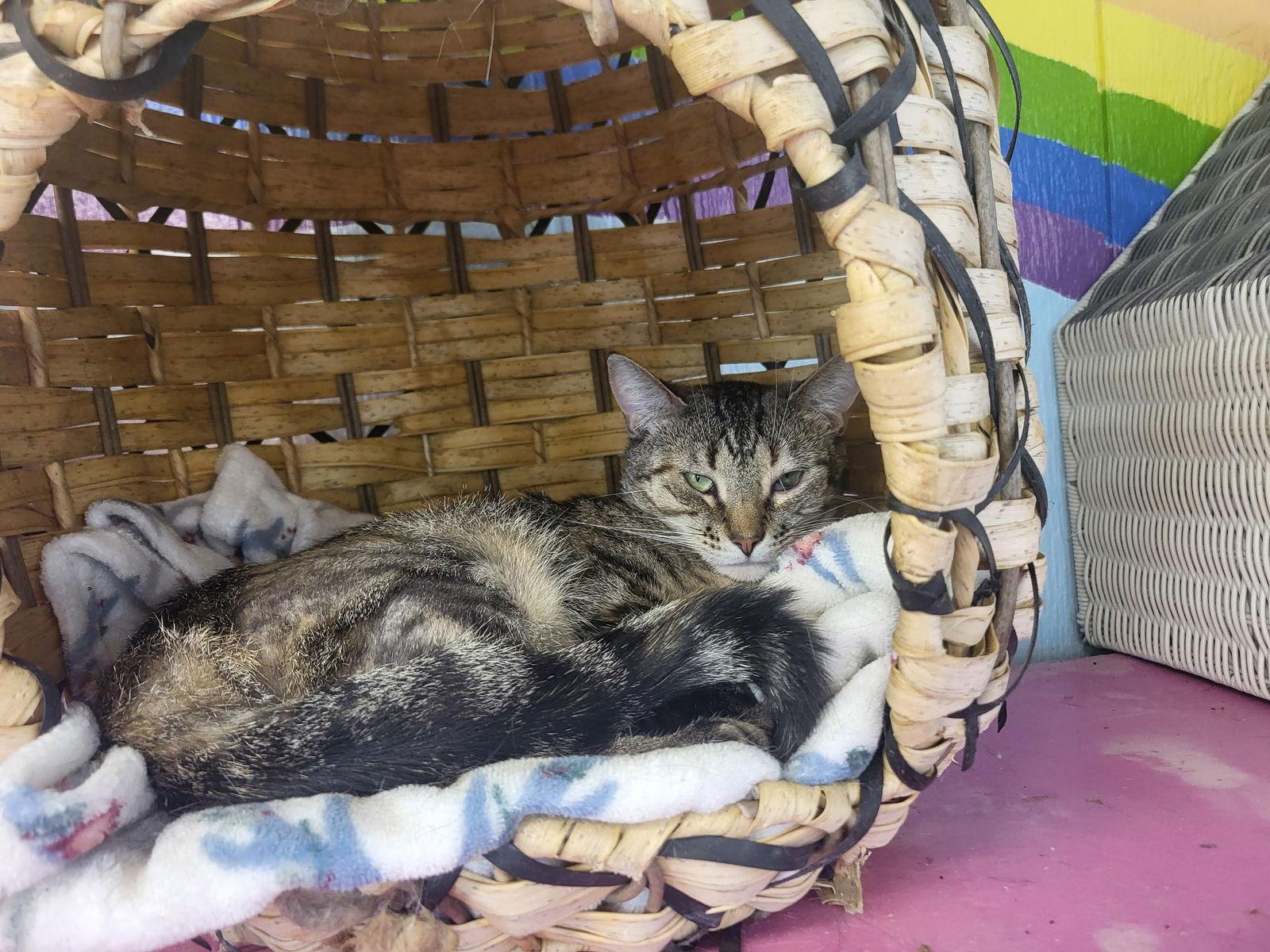 Verbena, Adoptable, Young Female Domestic Short Hair.