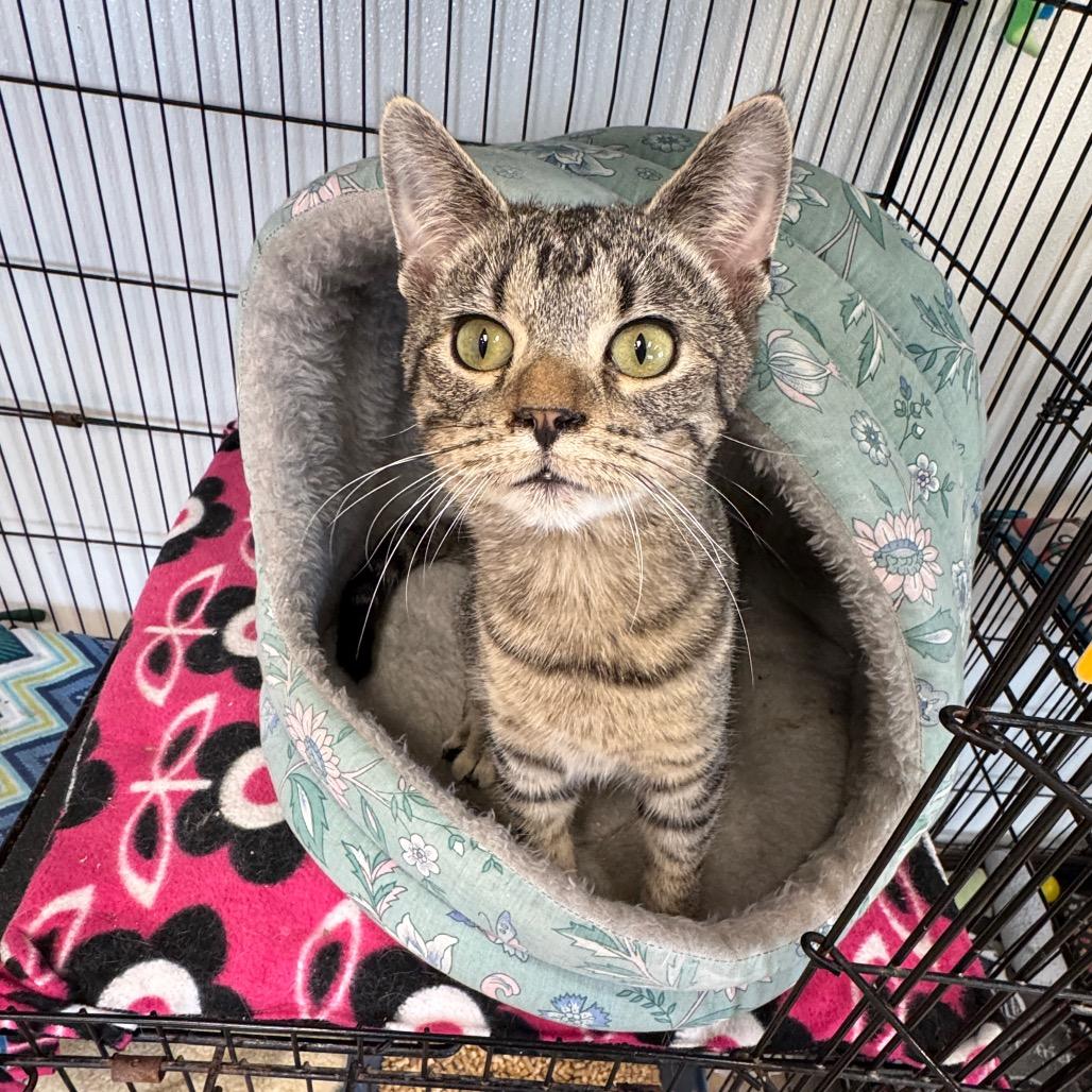 Herman, a Adoptable Domestic Short Hair in Redwood Falls, MN image 1/3