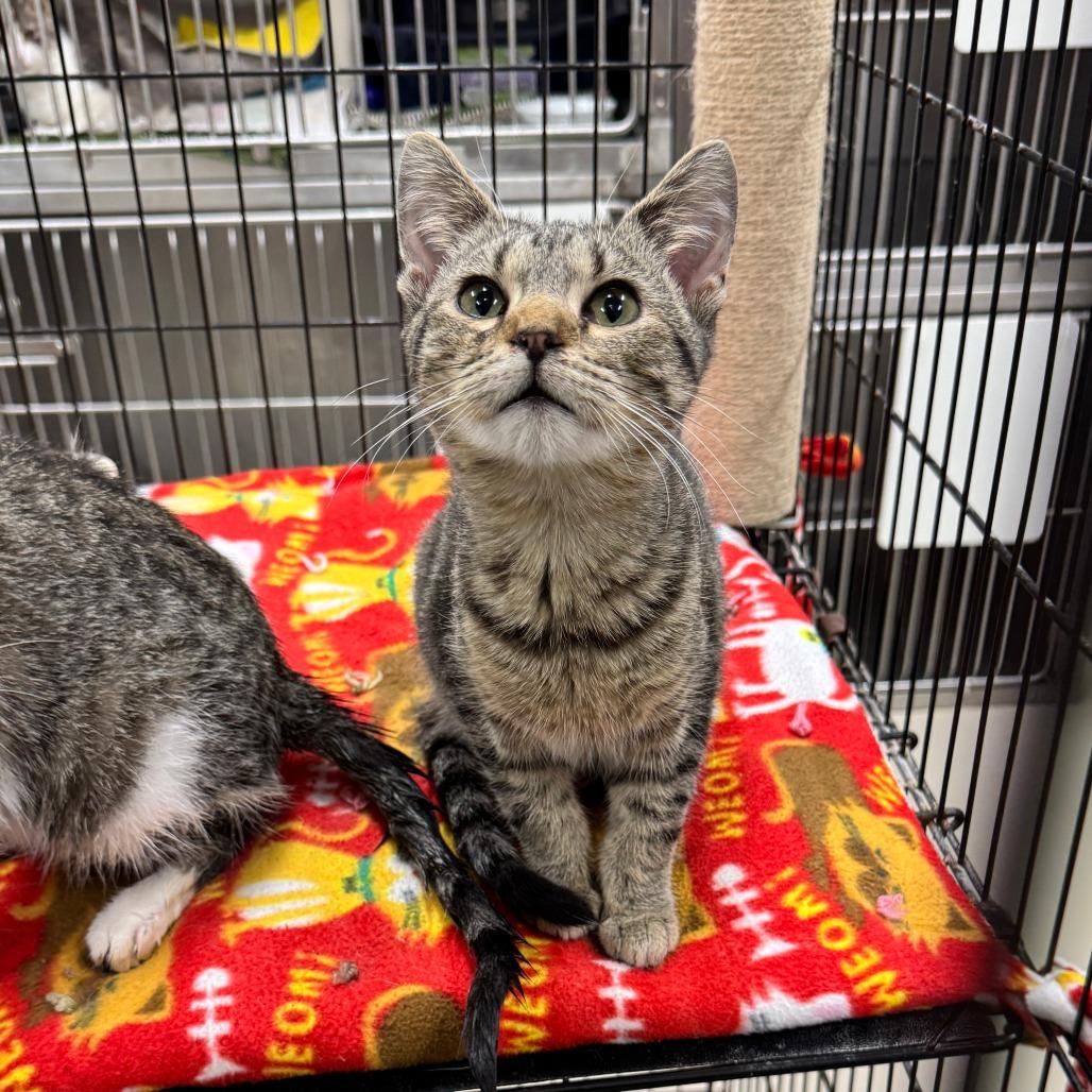 Herman, Adoptable, Kitten Male Domestic Short Hair.