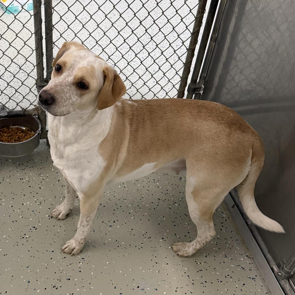 Indie, Adoptable, Adult Female Labrador Retriever & Cattle Dog.