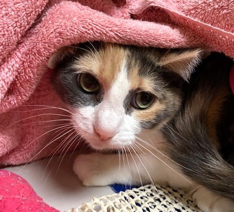 Cat for adoption - America, a Domestic Short Hair in Medina, OH | Petfinder