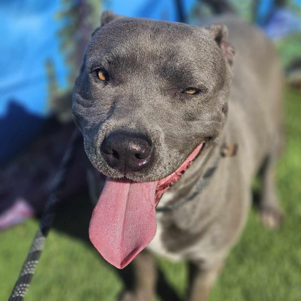 Blue, a Adoptable mixed breed in Tomball, TX image 1/5