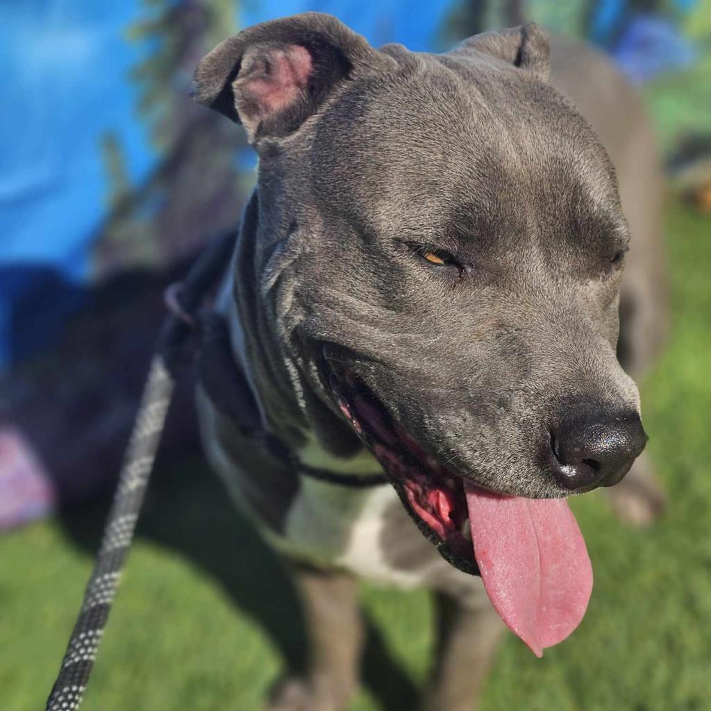 Blue, a Adoptable mixed breed in Tomball, TX image 2/5