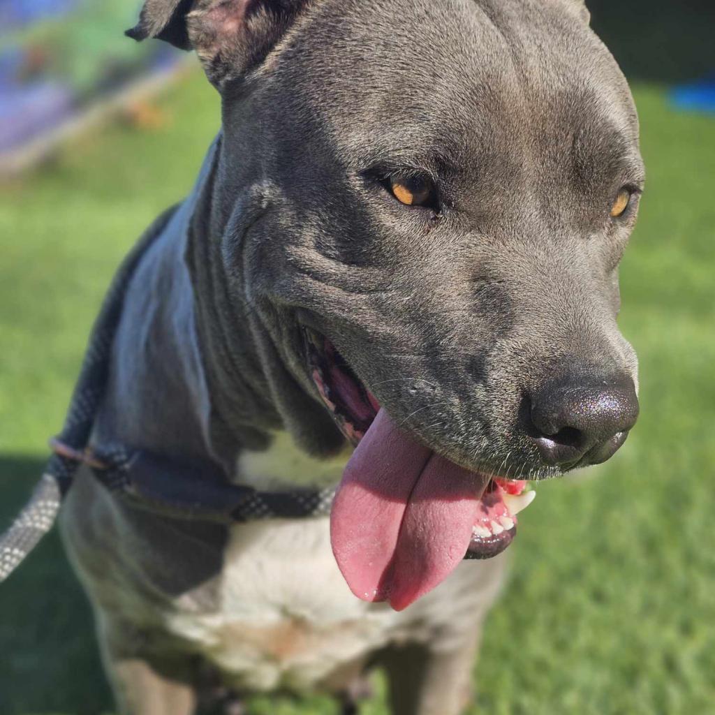 Blue, a Adoptable mixed breed in Tomball, TX image 3/5