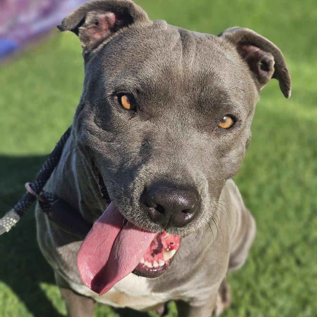 Blue, a Adoptable mixed breed in Tomball, TX image 4/5