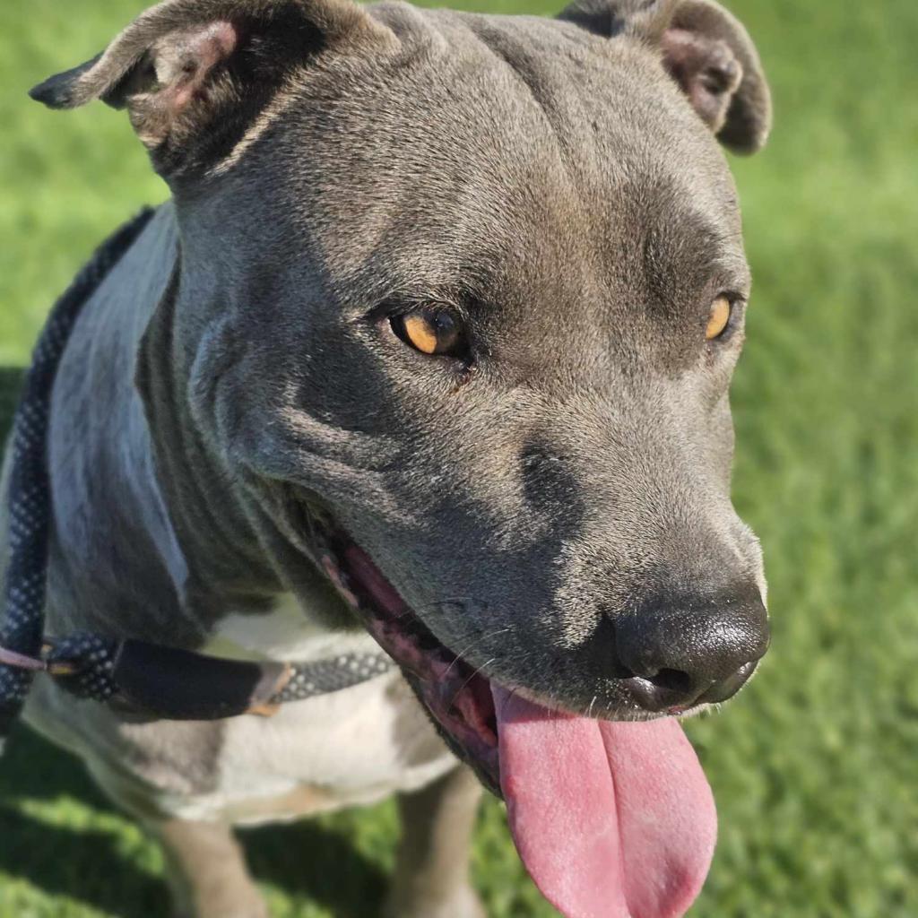 Blue, a Adoptable mixed breed in Tomball, TX image 5/5