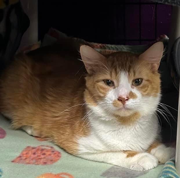 Cheddar