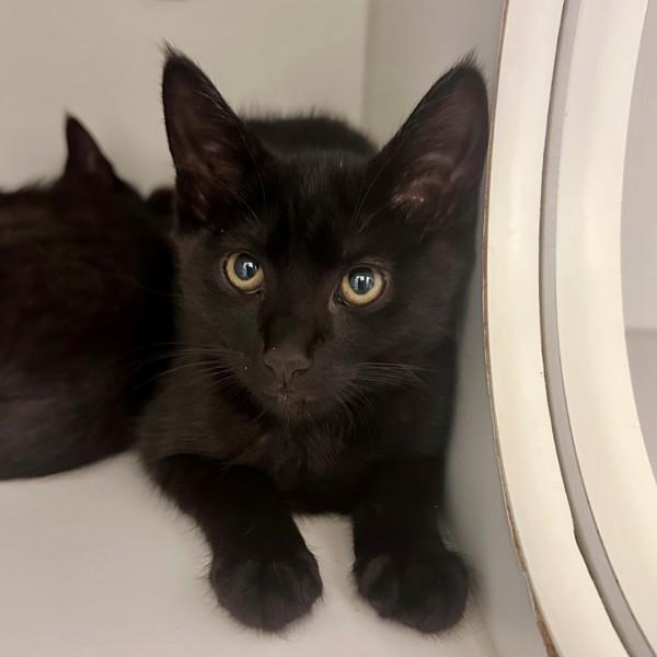 Russell, Adoptable, Kitten Male Domestic Short Hair.