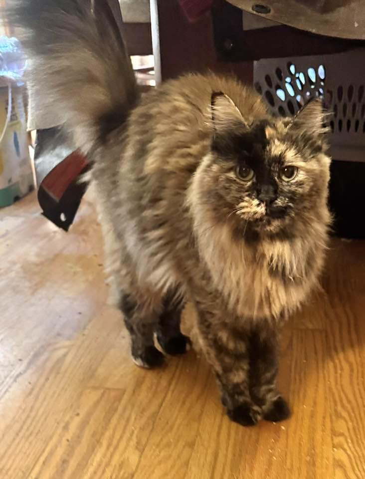 Enlarge Cammie, a Adopted mixed breed in Columbia, SC image 1/2