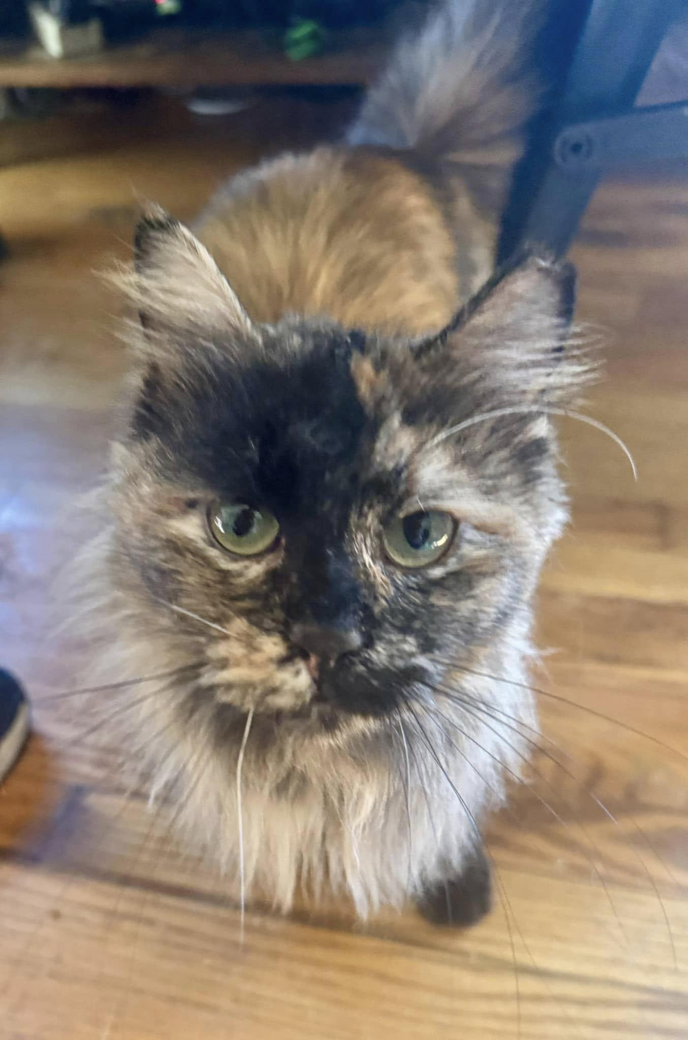 Enlarge Cammie, a Adopted mixed breed in Columbia, SC image 2/2