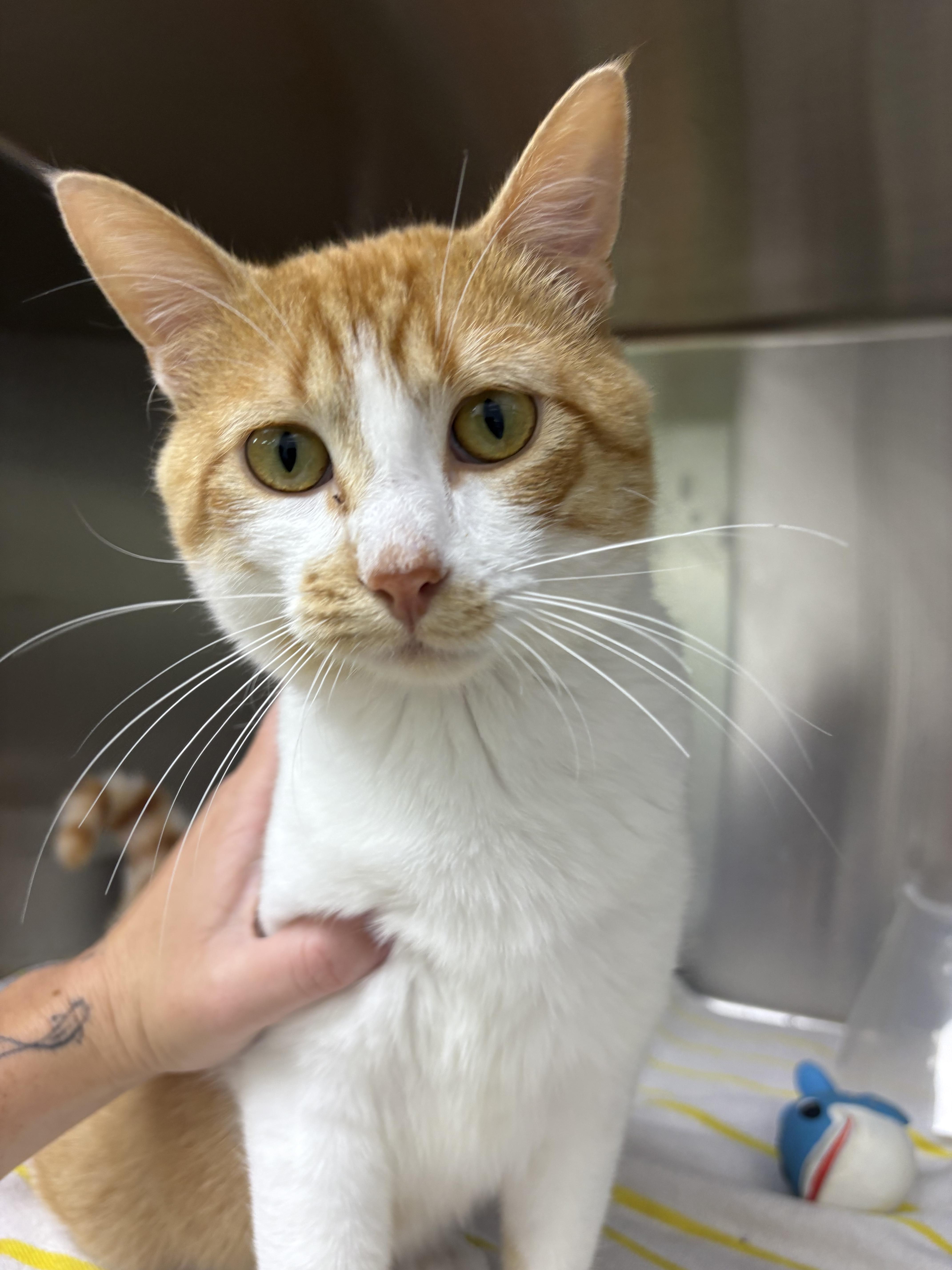 Enlarge Nemo, a Adoptable Domestic Short Hair in Blue Springs, MO image 1/1