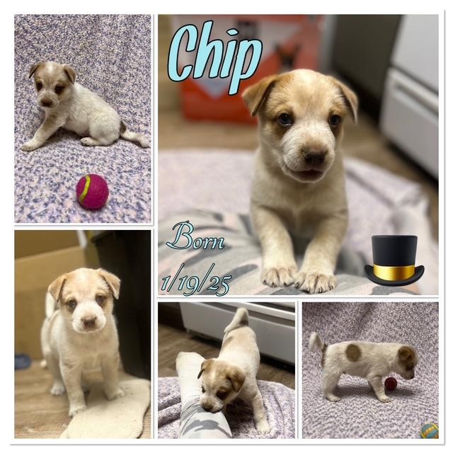 Enlarge CHIP, a Adoptable mixed breed in Murrieta, CA image 1/1