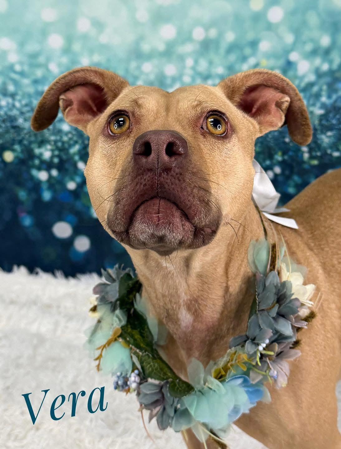 Enlarge Vera, an adopted Mixed Breed in Flint, MI image 1/2