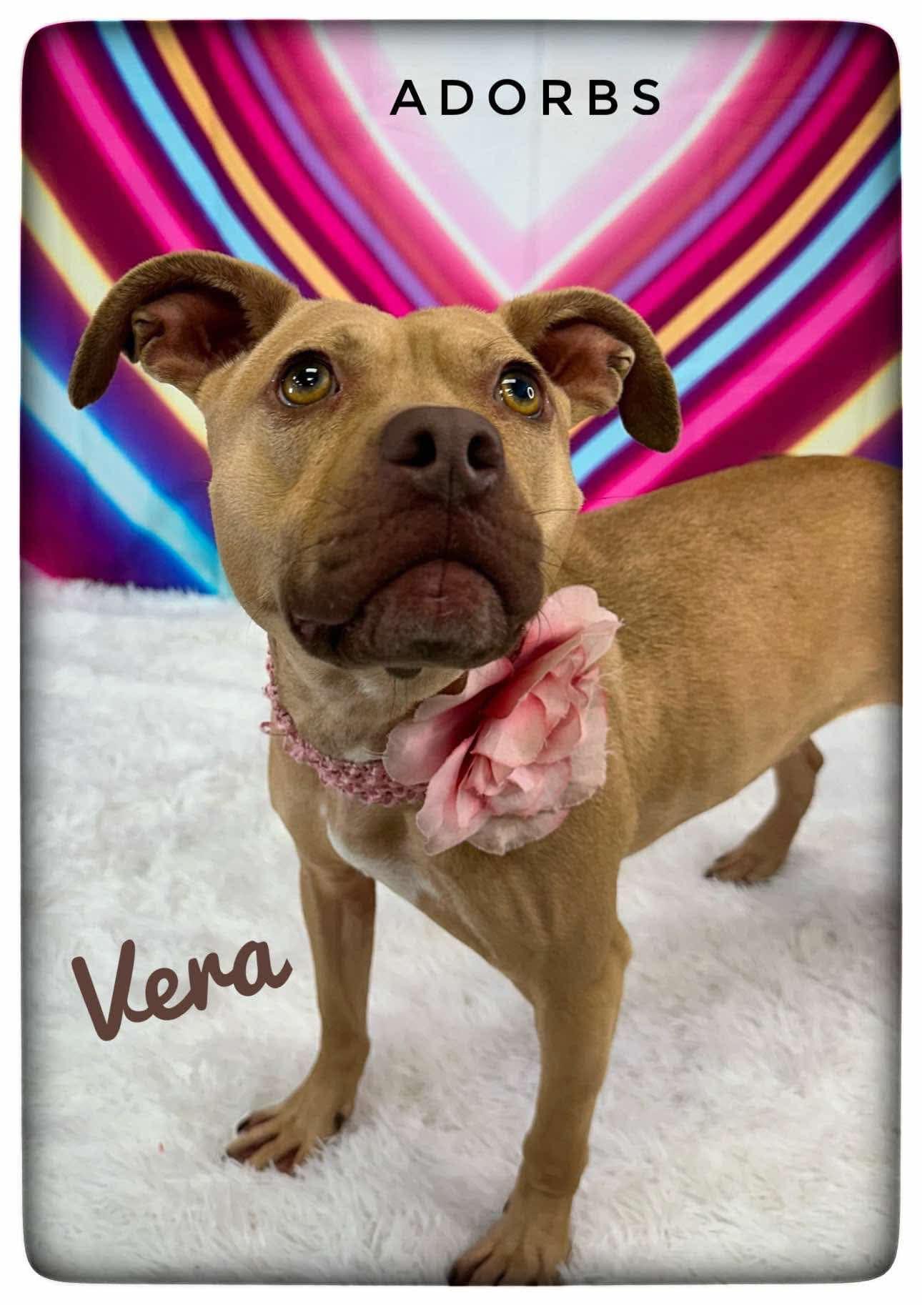 Enlarge Vera, an adopted Mixed Breed in Flint, MI image 2/2