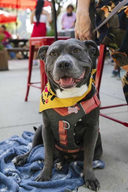 Helen Jean, Adoptable, Adult Female American Bulldog & Mixed Breed.