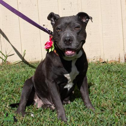 Enlarge Helen Jean, a Adoptable mixed breed in Savannah, GA image 2/3