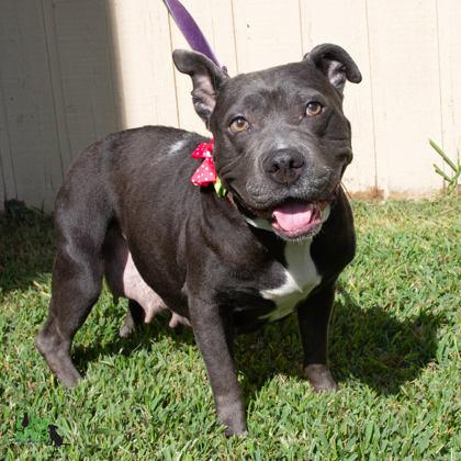 Enlarge Helen Jean, a Adoptable mixed breed in Savannah, GA image 3/3