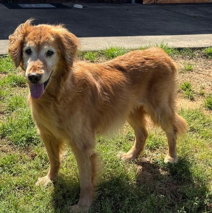 Enlarge Maggie, a ADOPTABLE Golden Retriever in New Canaan, CT image 1/5